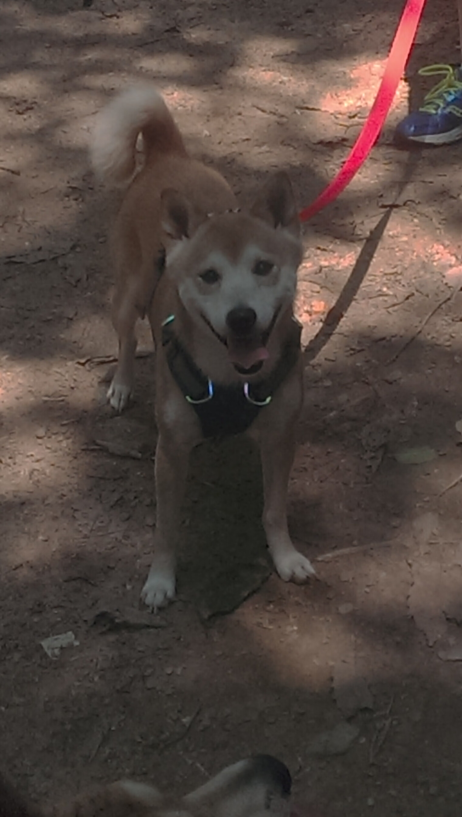 “意甲盘点：精彩比赛不断，冠军悬念持续升温”，意甲经典比赛如c77 tv