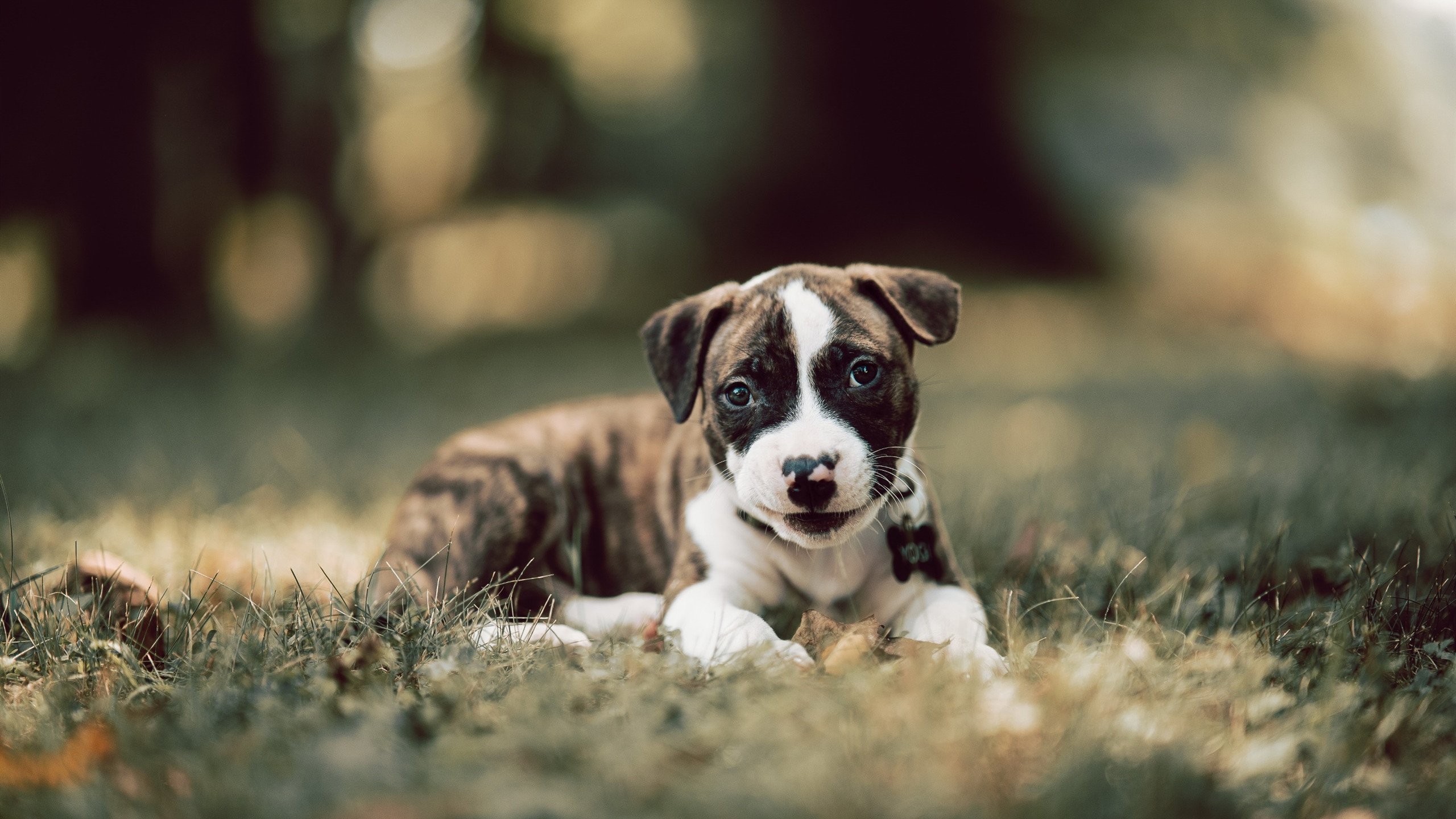 “法甲争冠形势日趋明朗,豪门竞争激烈”,法甲豪门有哪些