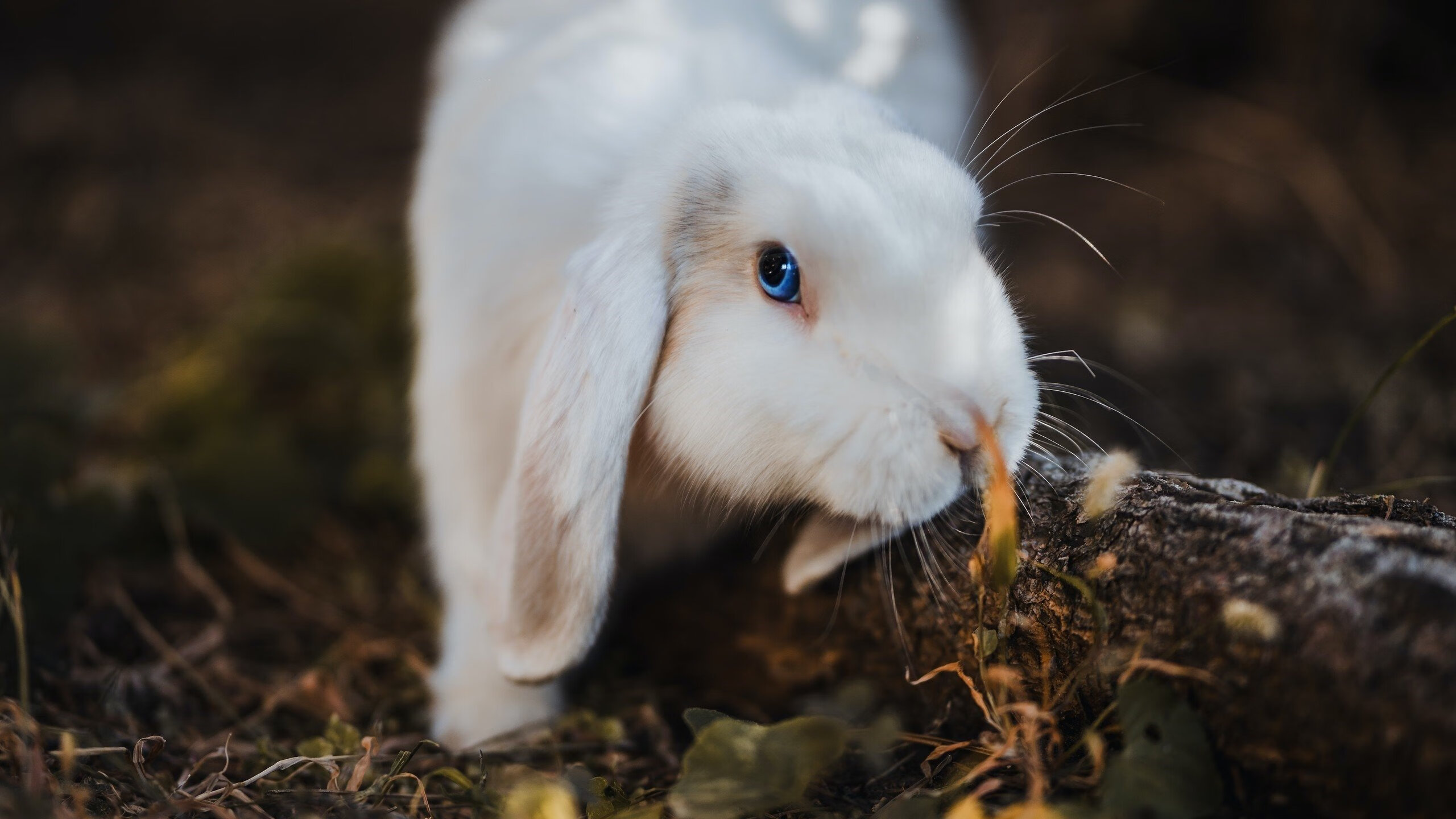 克罗地亚马术协会举办青少年马术交流活动,促进国际友谊。,克罗地亚 马耳他
