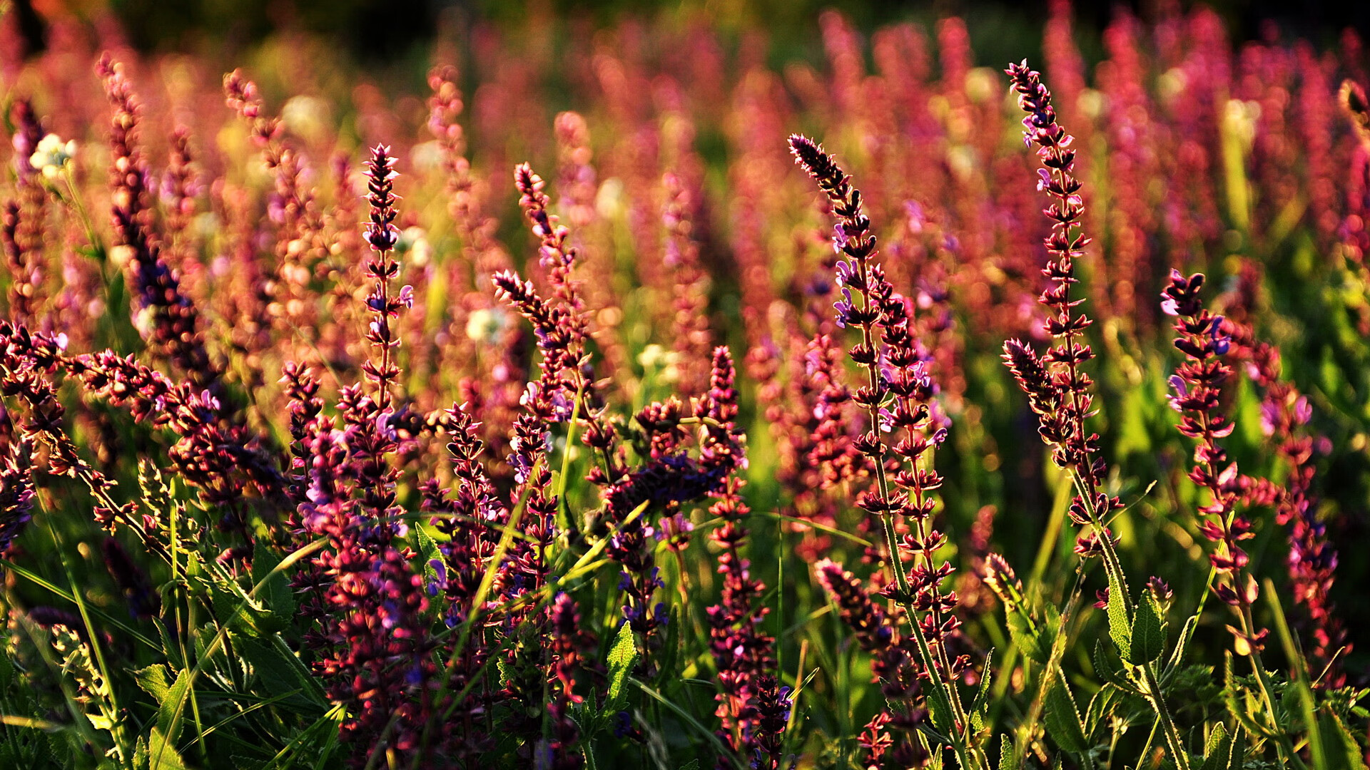 kaiyun.com-布鲁诺·卡博克洛成为NBA国际化象征，布鲁诺-卡波科洛