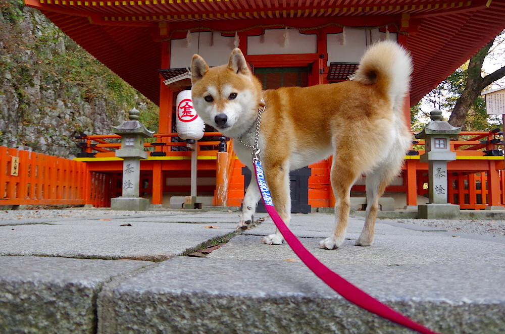 巴西队在2024年南美锦标赛中击败法国队晋级决赛,巴西队南美区预选赛