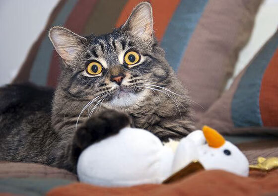 德甲球队战术多变,战绩持续提升,德甲阵营