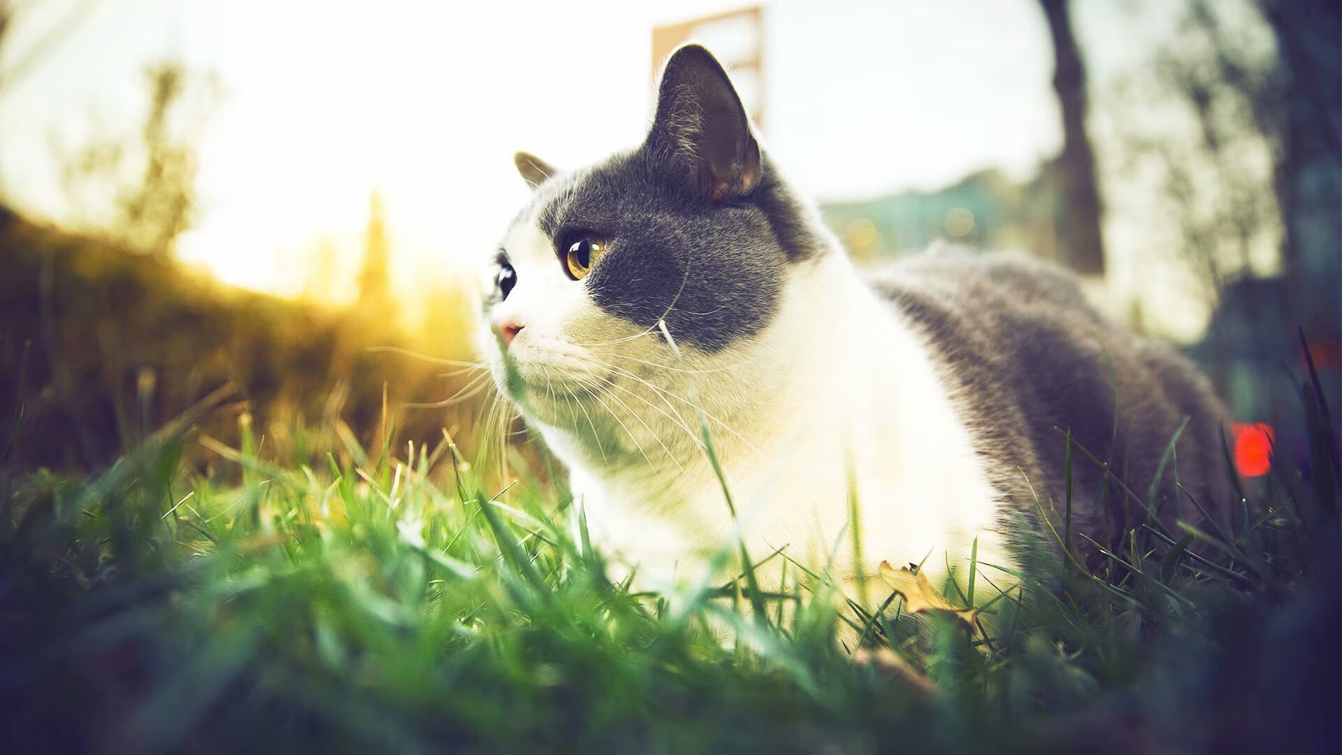 英格兰队在2024年欧洲杯决赛中2-1不敌西班牙,连续两届获得亚军,英格兰进欧洲杯决赛上半场