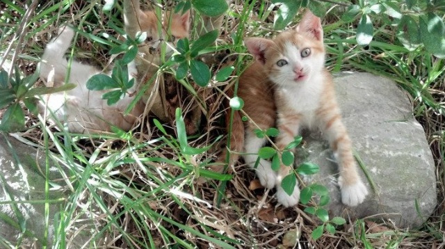 开云体育-《伦纳德表现出色，带领球队拼搏至最后一刻》，伦纳德出场介绍