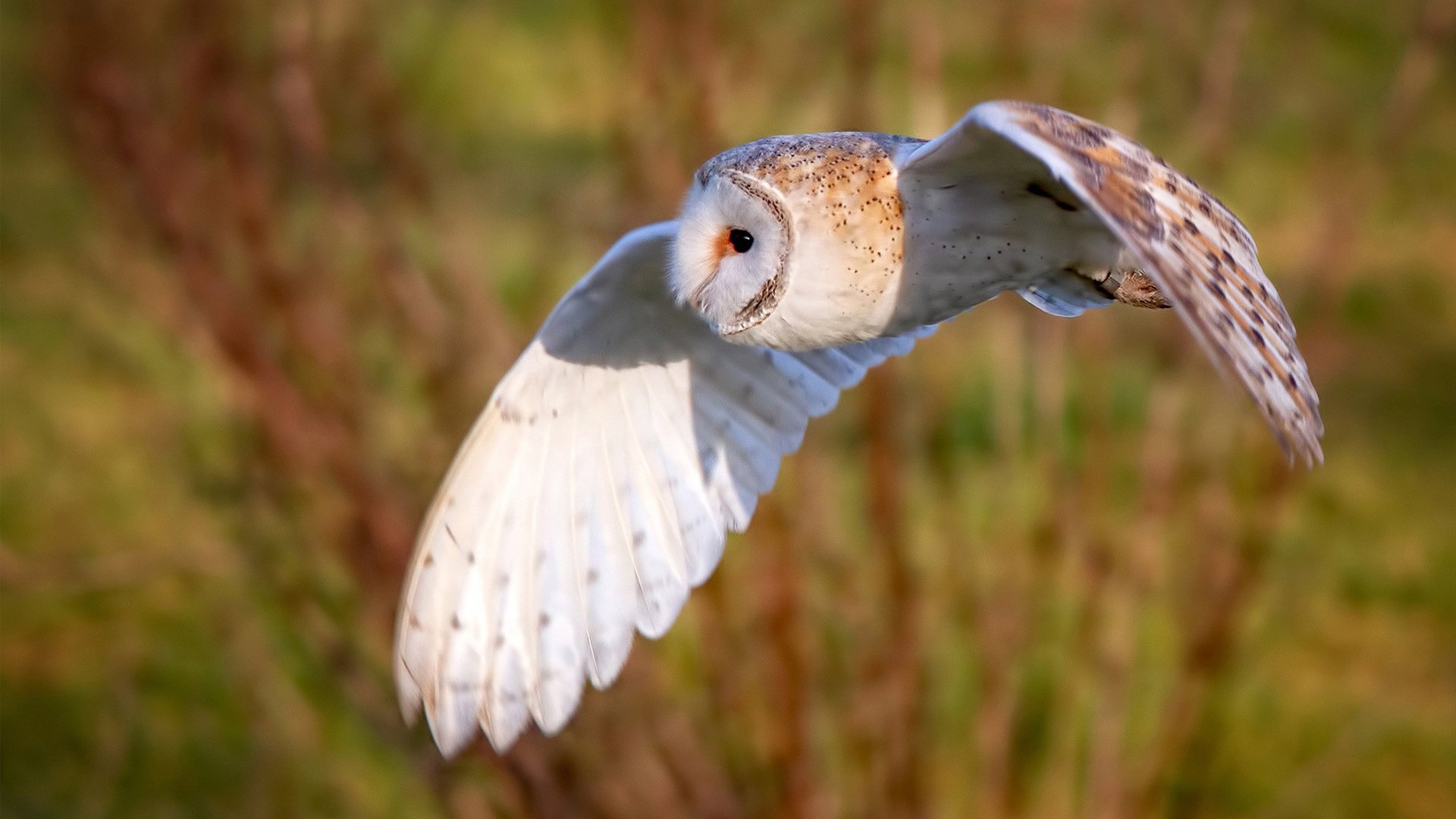开云官方-东南亚锦标赛：小组赛收官热度不减，东南亚电竞锦标赛2021
