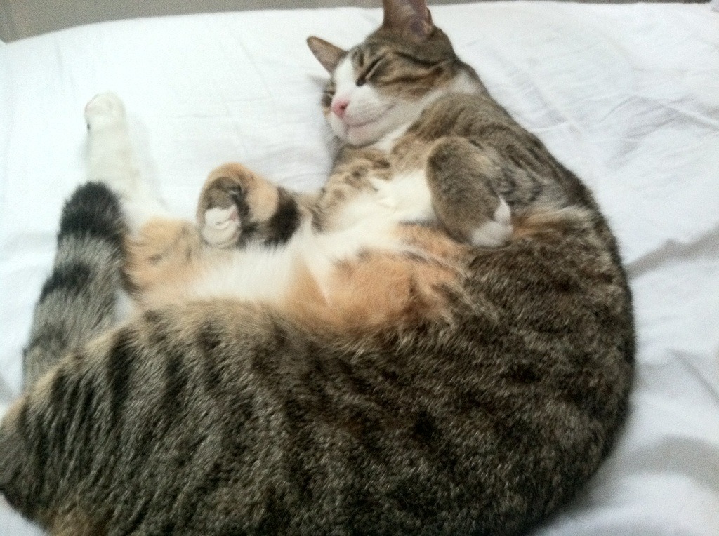 五大联赛是否会吸引更多大学生球员转型,何为五大联赛