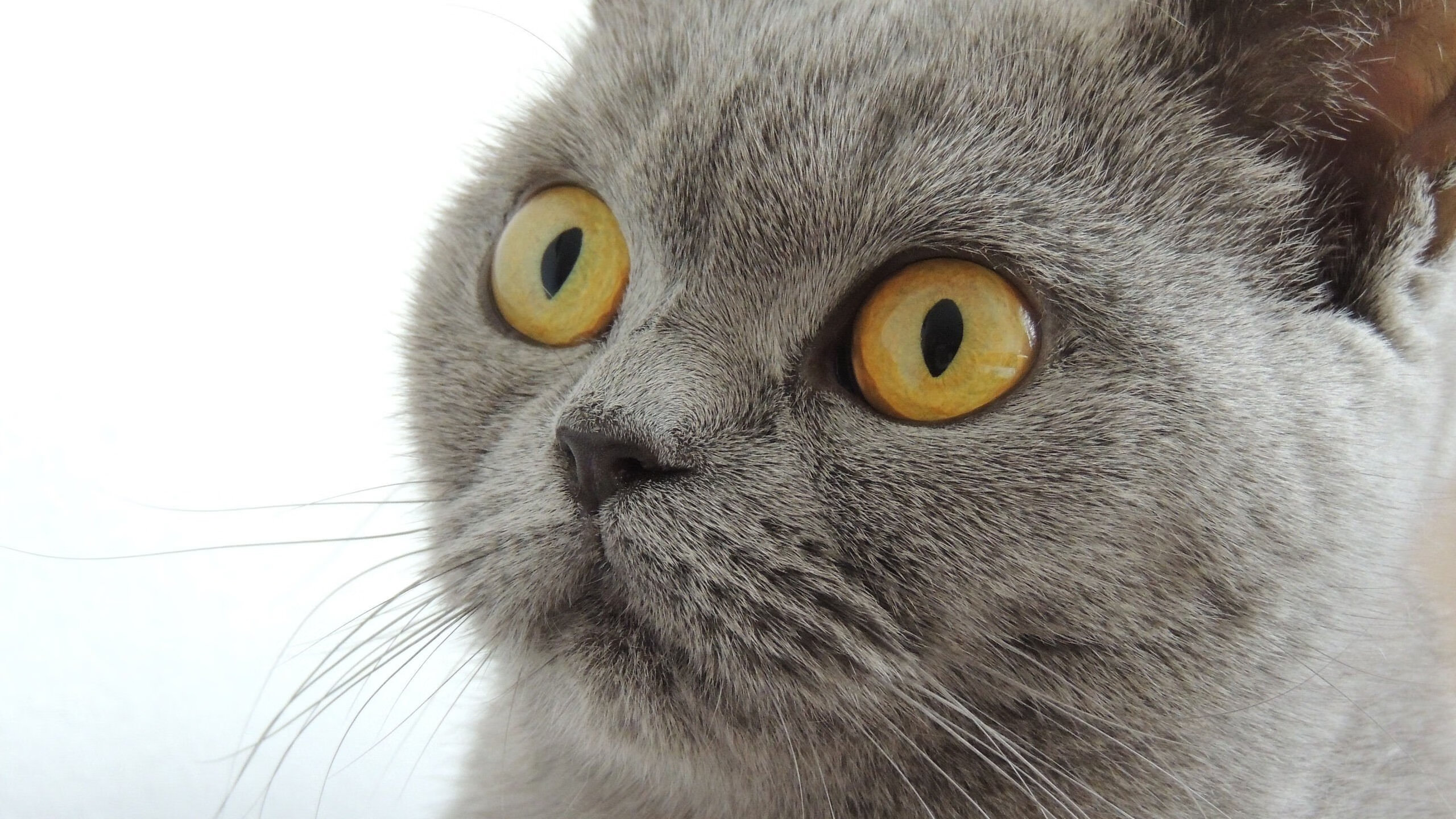 亚洲杯举行,中国队闯入半决赛,创造历史,亚洲杯半决赛直播