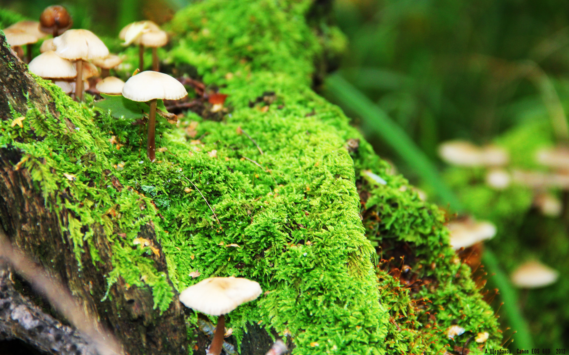 德国男子排球队在四分之一决赛中惜败巴西队，排球 德国