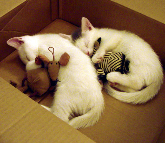 活塞遭遇三连败，季后赛形势堪忧，活塞队赛程