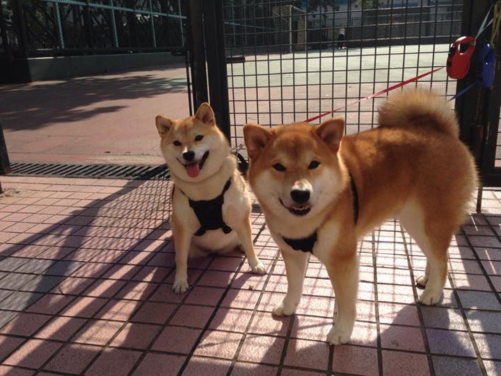 kaiyun.com-塞内加尔骑手阿卜杜·巴荣获2024年最佳障碍赛骑手奖，表彰其卓越表现。