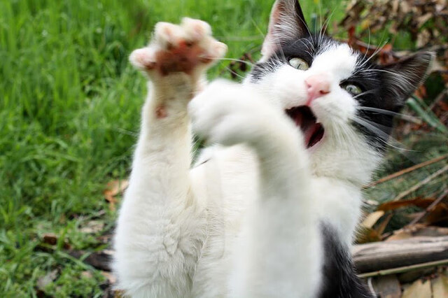 中国足球年度训练项目与技战术实战匹配,中国足球队战术