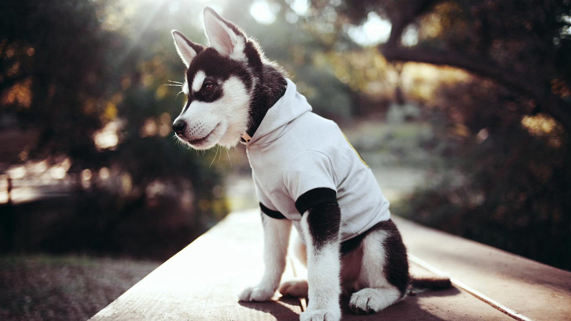 国足历史大比分胜场比赛回顾,国足历史大比分胜场比赛回顾视频