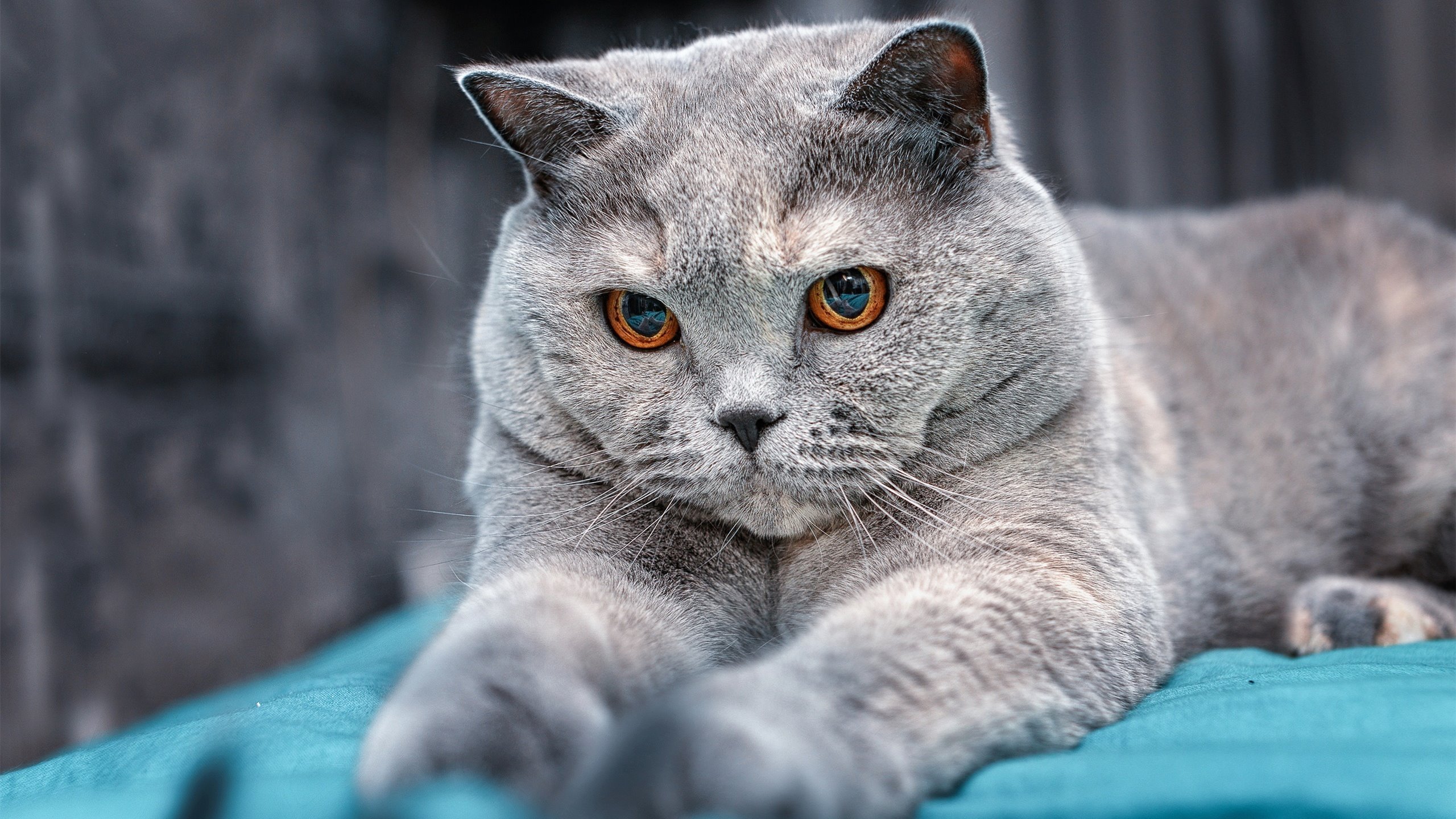 亚洲青年篮球锦标赛中,韩国队和中国队激烈角逐,青年力量崭露头角