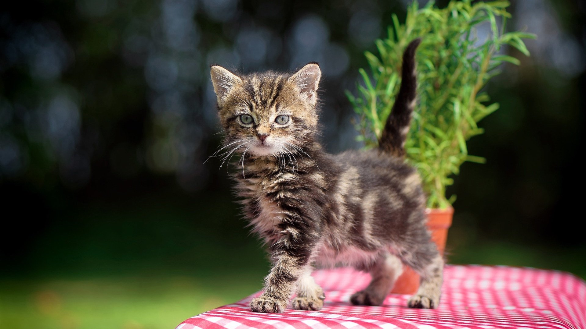 法甲绝佳配合:团队默契,燃情全场!,法甲队伍排名